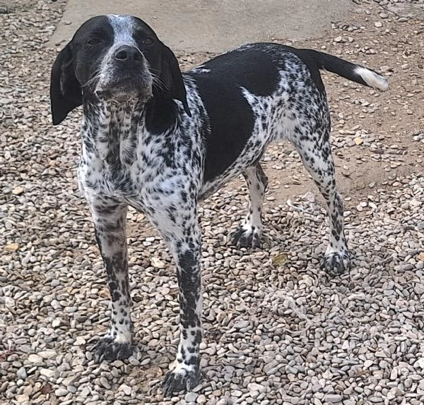 Brando 4 anni pointer taglia media piccola | Foto 3