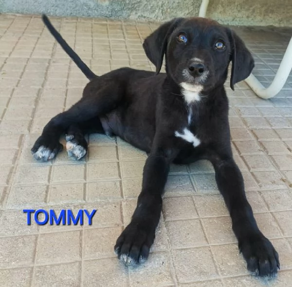 Tommy 2 mesi taglia media 