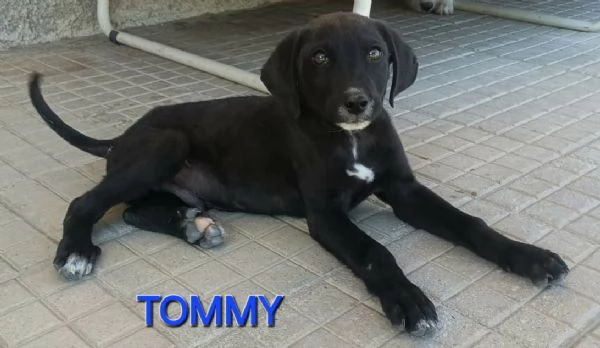 Tommy 2 mesi taglia media  | Foto 1