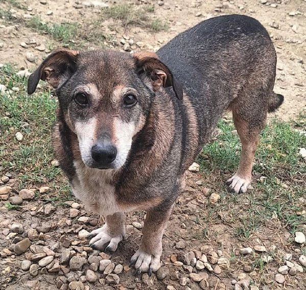 Bassottone 14 anni Taglia piccola  | Foto 0