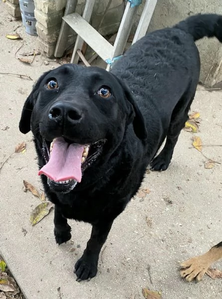 Nina 2 anni labrador retriever 