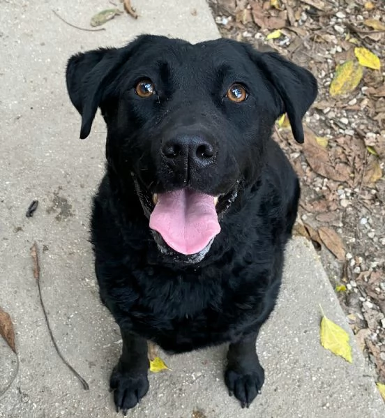 Nina 2 anni labrador retriever  | Foto 3