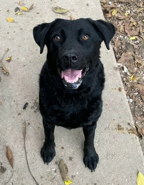 Nina 2 anni labrador retriever  | Foto 2