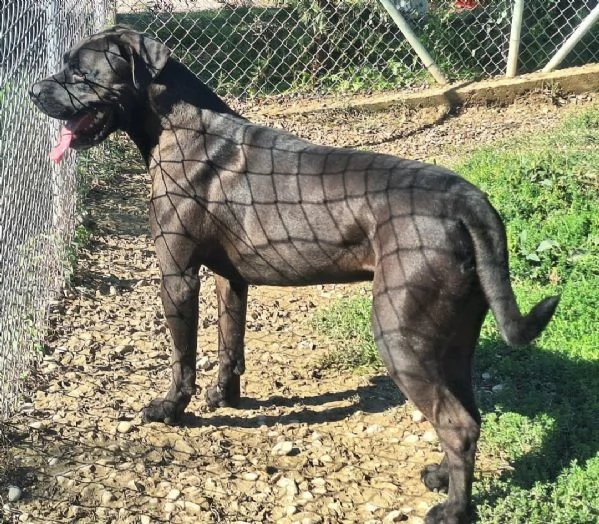 Victor 3 anni cane corso | Foto 2