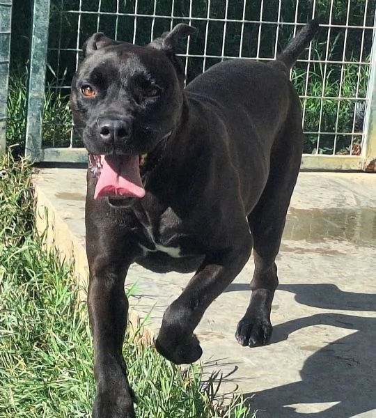 Victor 3 anni cane corso | Foto 0