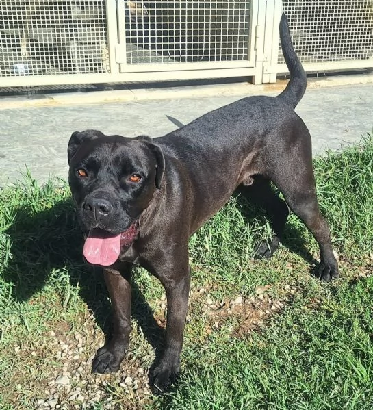 Victor 3 anni cane corso