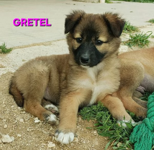 Gretel 2 mesi taglia media  | Foto 1