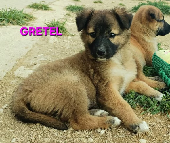 Gretel 2 mesi taglia media 