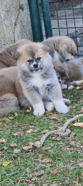 Akita cuccioli disponibili | Foto 2