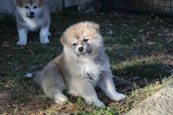 Akita cuccioli disponibili | Foto 0