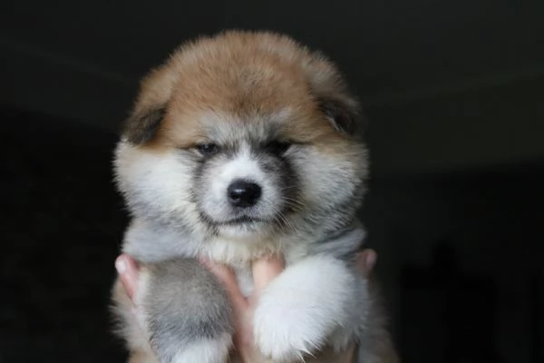 Ultimo cucciolo di Akita disponibile | Foto 4