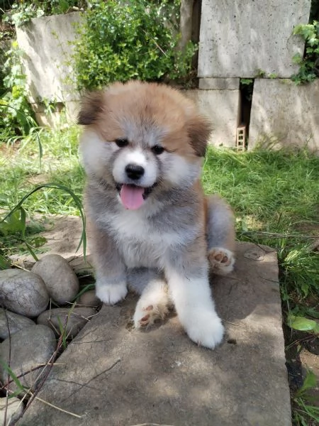 Ultimo cucciolo di Akita disponibile