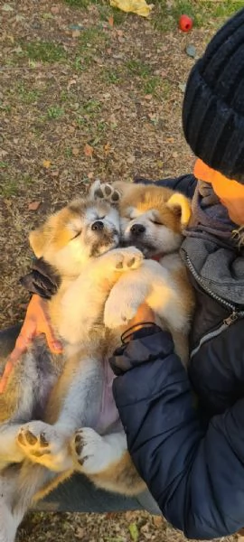 Cuccioli di Akita  | Foto 3