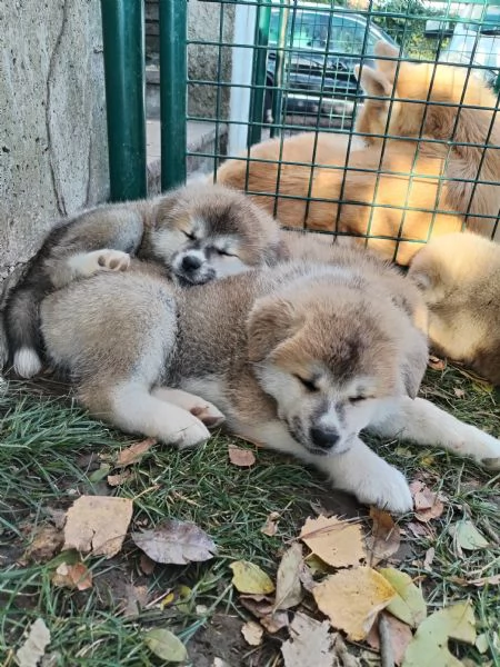 Cuccioli di Akita  | Foto 0