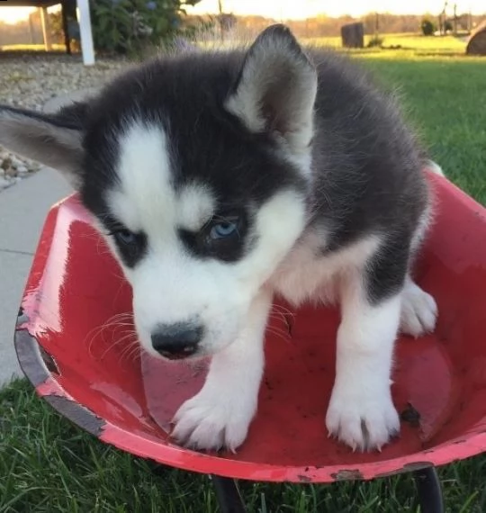 regalo cuccioli siberian husky maschio e femmina