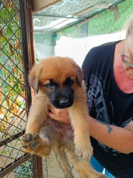 Cuccioli Pastore Tedesco Meticcio