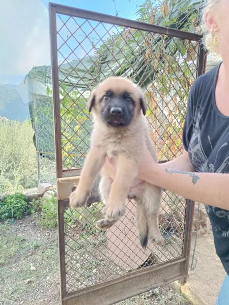 Cuccioli Pastore Tedesco Meticcio | Foto 6