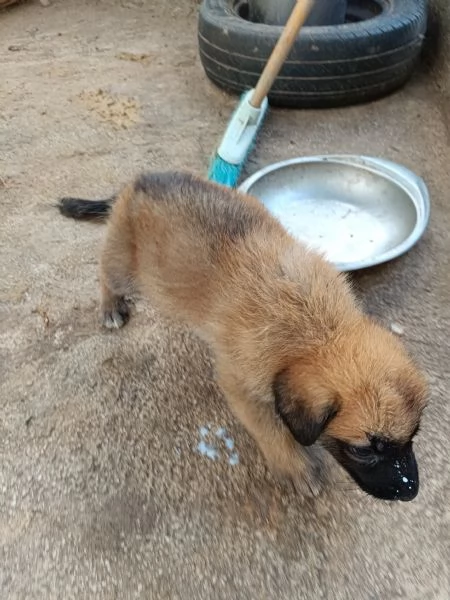 Cuccioli Pastore Tedesco Meticcio | Foto 5