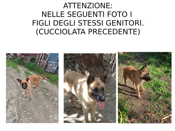 Cuccioli Pastore Tedesco Meticcio | Foto 4