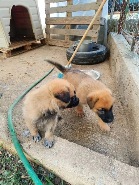 Cuccioli Pastore Tedesco Meticcio | Foto 1