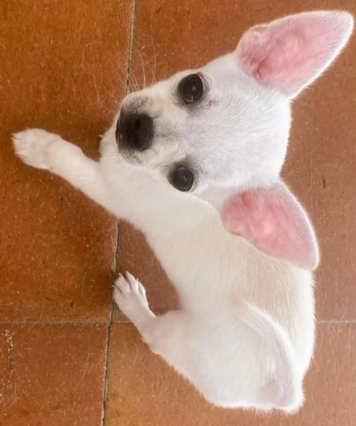 Cuccioli chihuahua con pedigree Enci | Foto 1