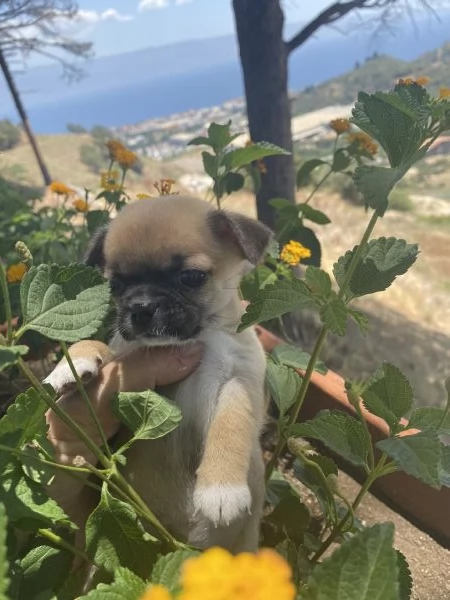 Cuccioli  con pedigree pronti per la consegna | Foto 6