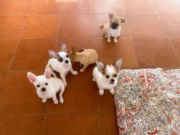 Cuccioli  con pedigree pronti per la consegna | Foto 5