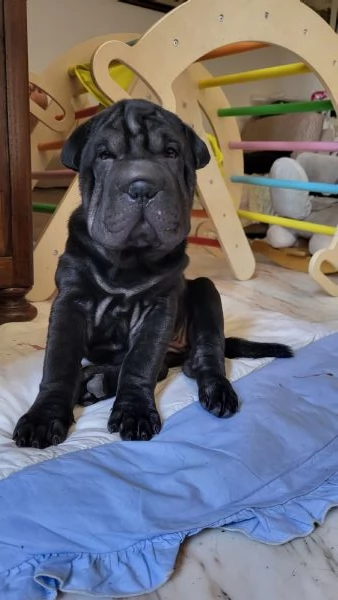 Shar pei sharpei cuccioli