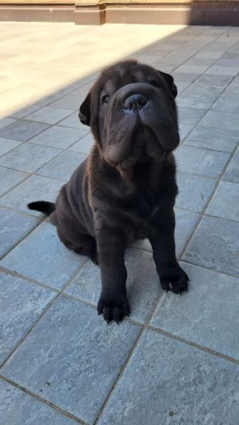 Shar pei sharpei cuccioli | Foto 1