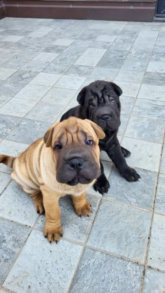 Shar pei sharpei cuccioli | Foto 0