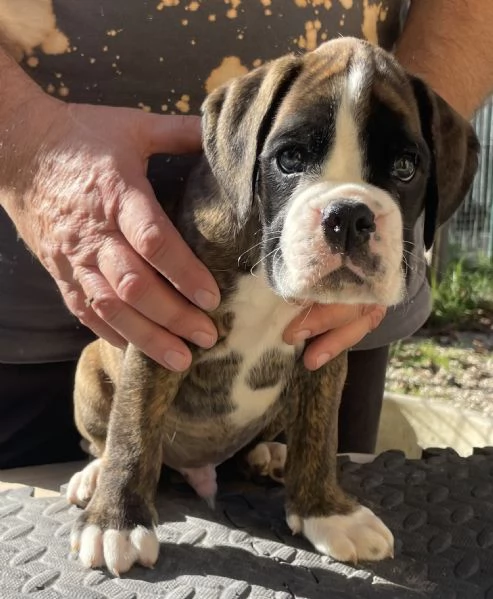 Boxer cucciolo