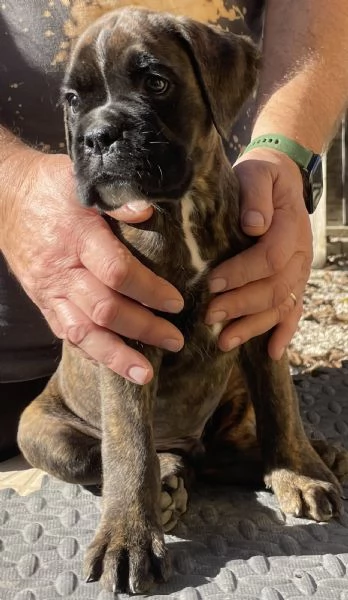 Boxer cucciolo | Foto 6