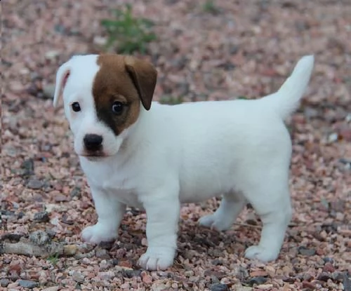 bellissimi cuccioli di jack russell terrier con pedigree tricolori biancoarancio o completamente 