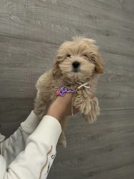 maltipoo cuccioli