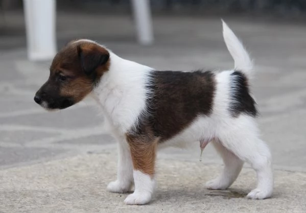 Fox Terrier pelo liscio | Foto 2