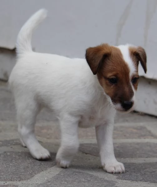 Fox Terrier pelo liscio | Foto 1