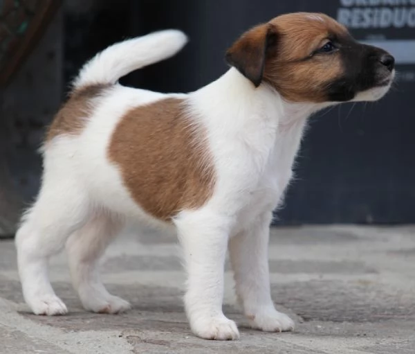 Fox Terrier pelo liscio