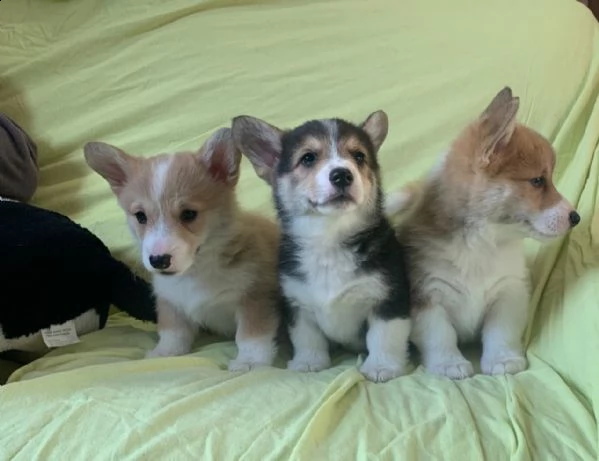 cuccioli di pembroke welsh corgi