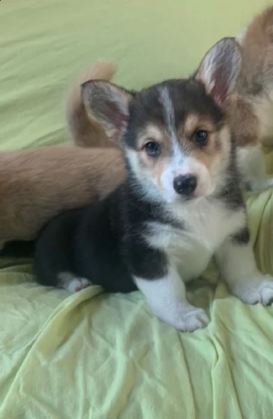 cuccioli di pembroke welsh corgi | Foto 1