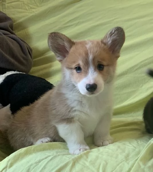 cuccioli di pembroke welsh corgi | Foto 0