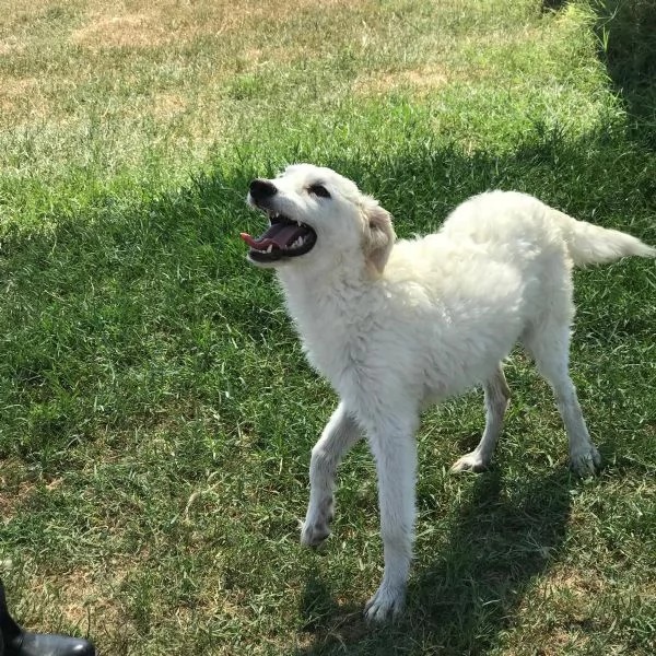 Nella e Lena cucciole maremmano | Foto 3