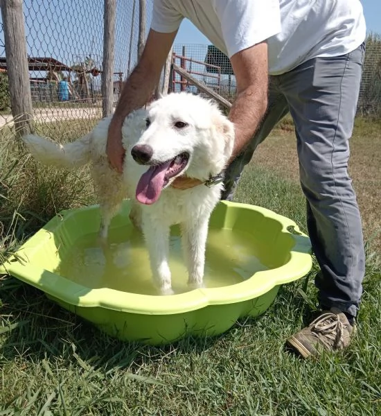 Nella e Lena cucciole maremmano | Foto 1