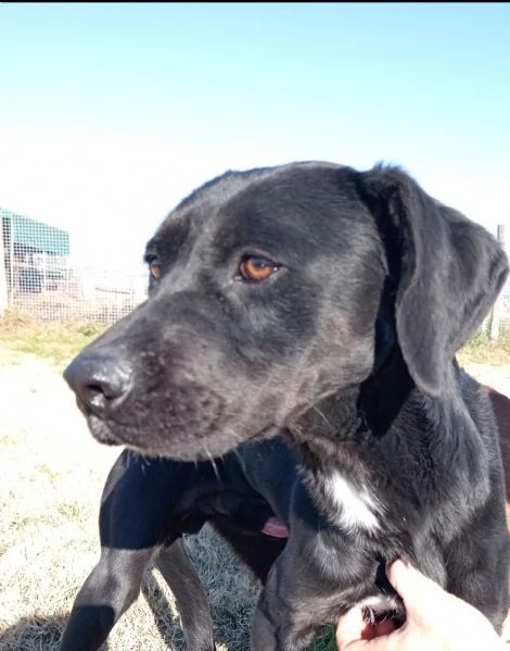 Fumo giovanisimo adorabile derivato labrador | Foto 4