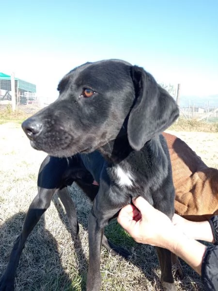 Fumo giovanisimo adorabile derivato labrador | Foto 1