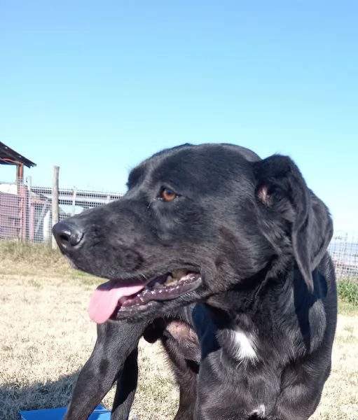 Fumo giovanisimo adorabile derivato labrador | Foto 0