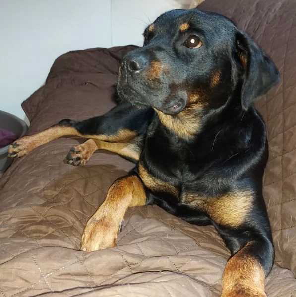 ZELDA MERAVIGLIOSA cucciolona ROTTweiler  