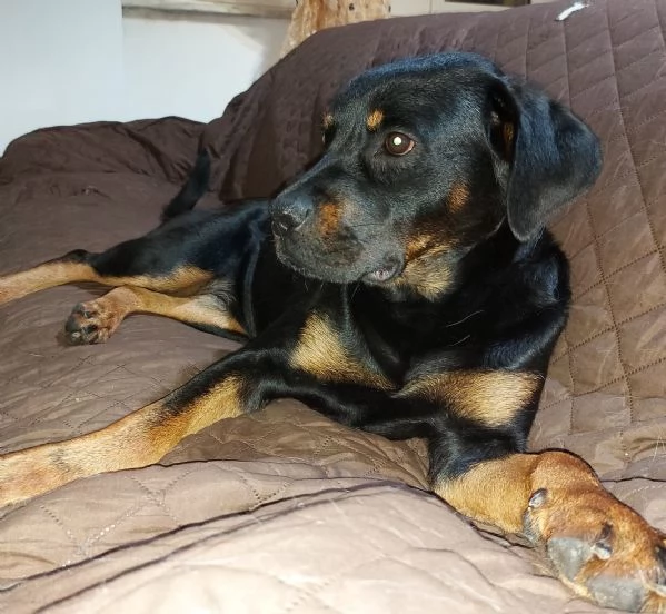 ZELDA MERAVIGLIOSA cucciolona ROTTweiler   | Foto 2