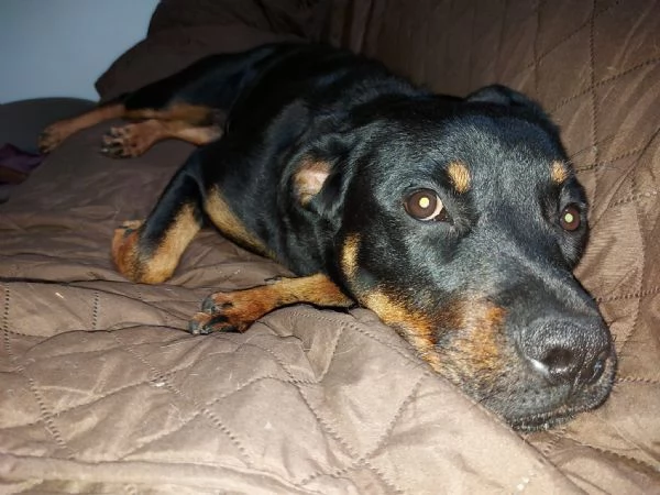 ZELDA MERAVIGLIOSA cucciolona ROTTweiler   | Foto 1