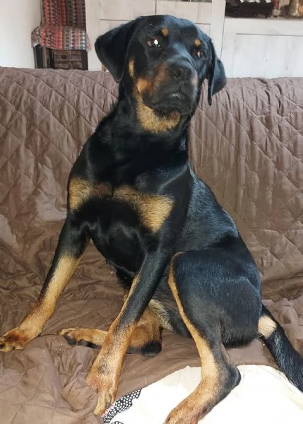 ZELDA MERAVIGLIOSA cucciolona ROTTweiler   | Foto 0