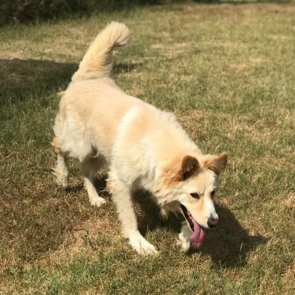 CONNIE derivata golden retriver  | Foto 4